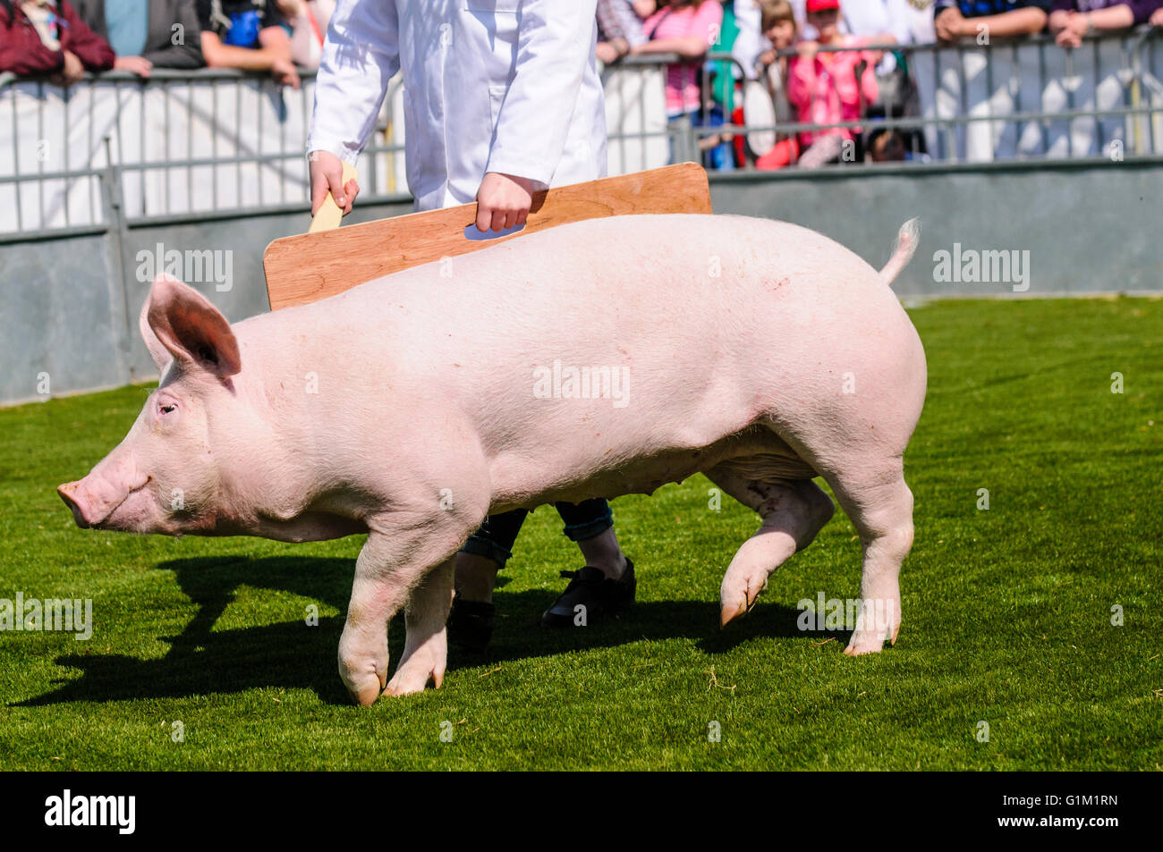 Cerdo en un anillo de show fotografías e imágenes de alta resolución - Alamy