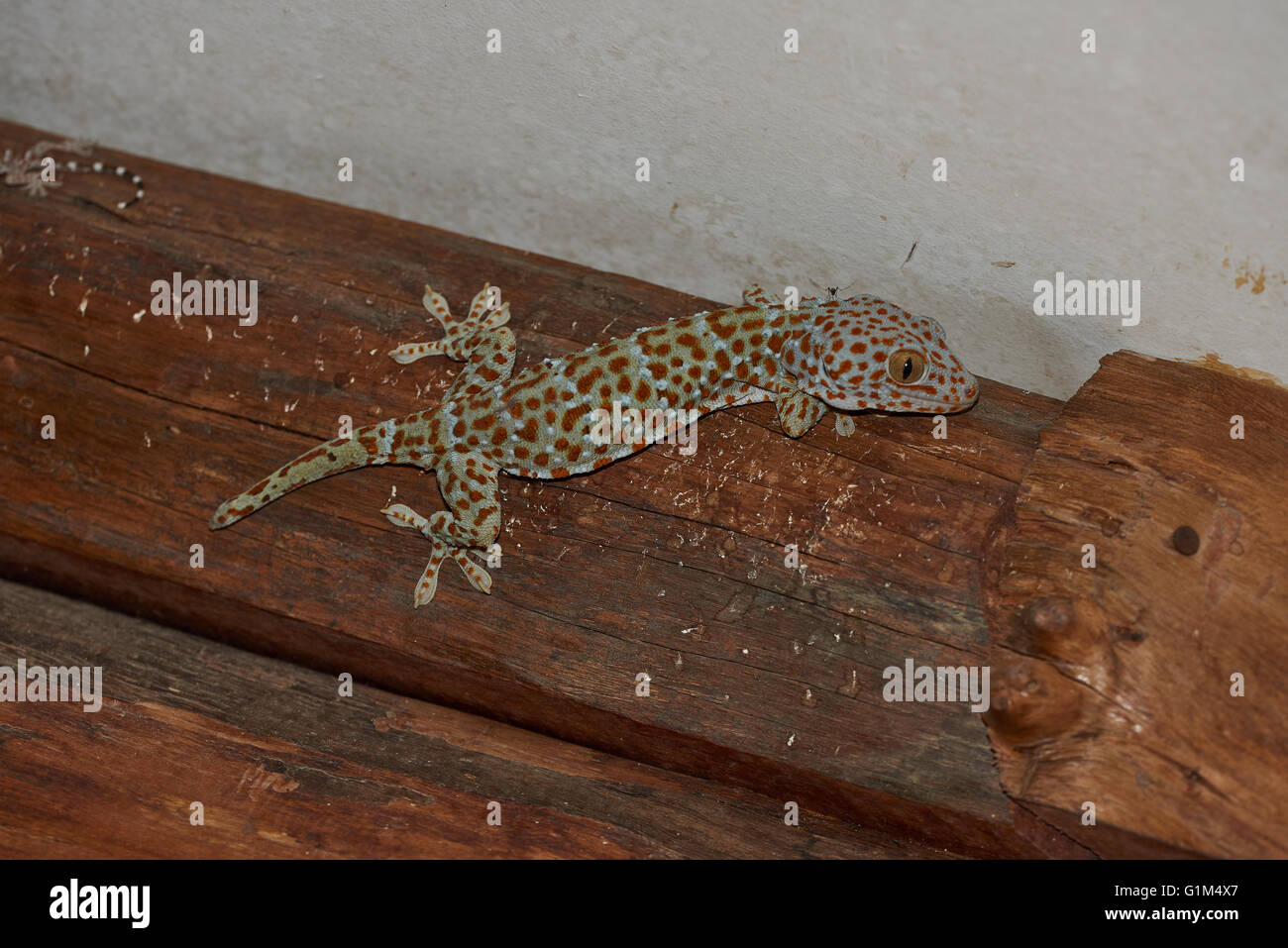 Gecko tailandesa Foto de stock