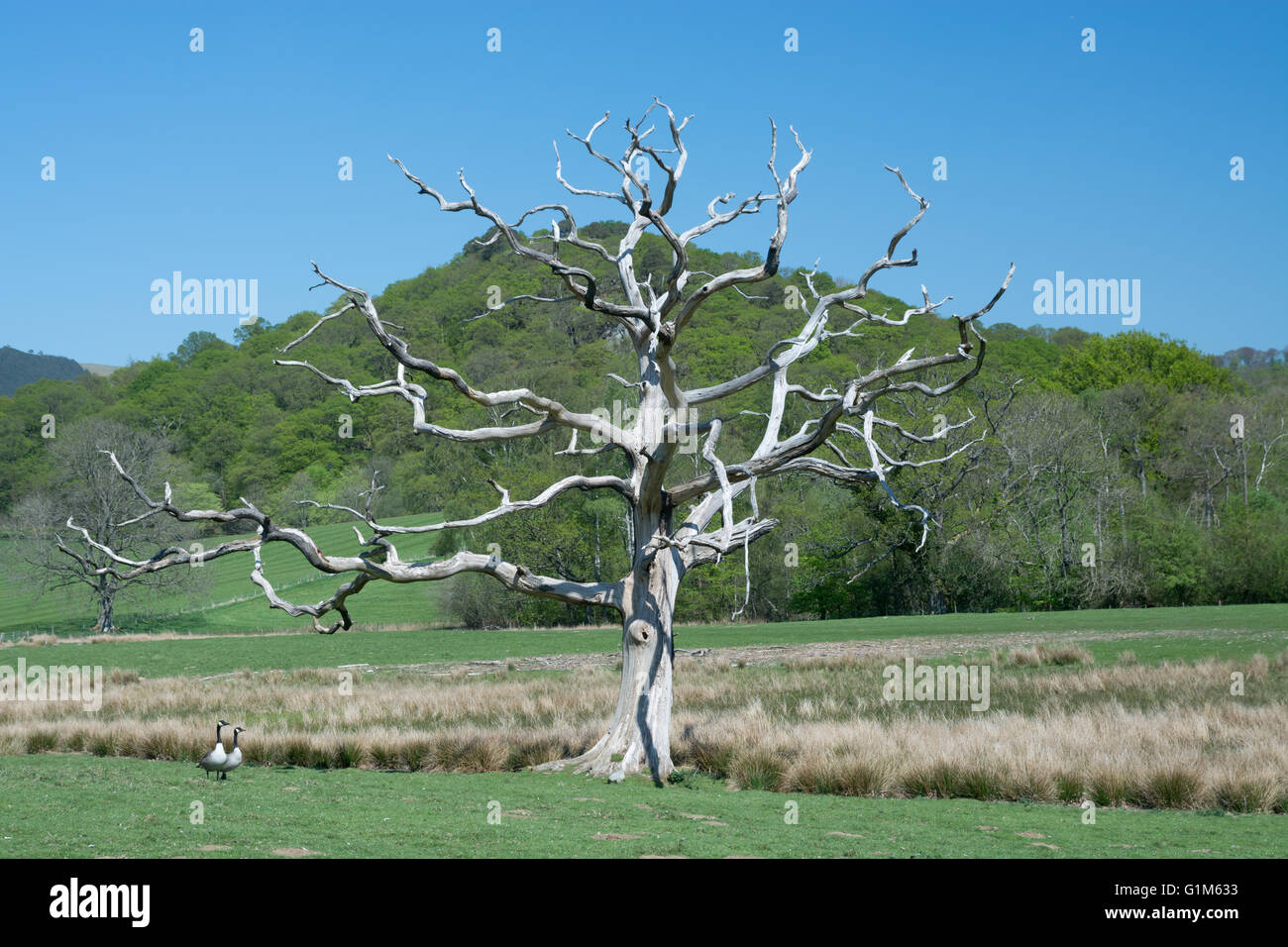 Un viejo árbol muerto Foto de stock