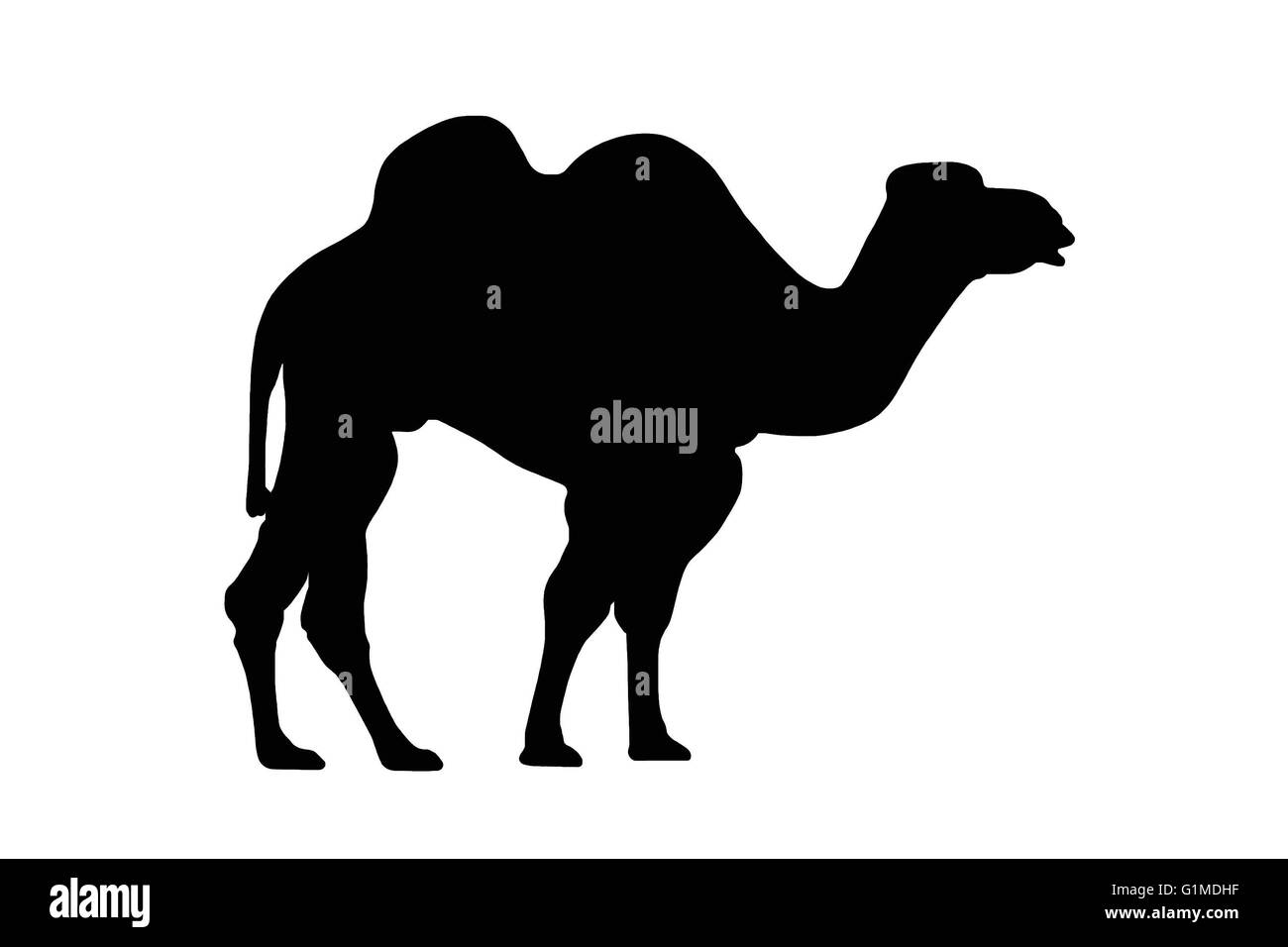 Un camello silueta con forma de camello negro sobre blanco aislado de signos o información Foto de stock