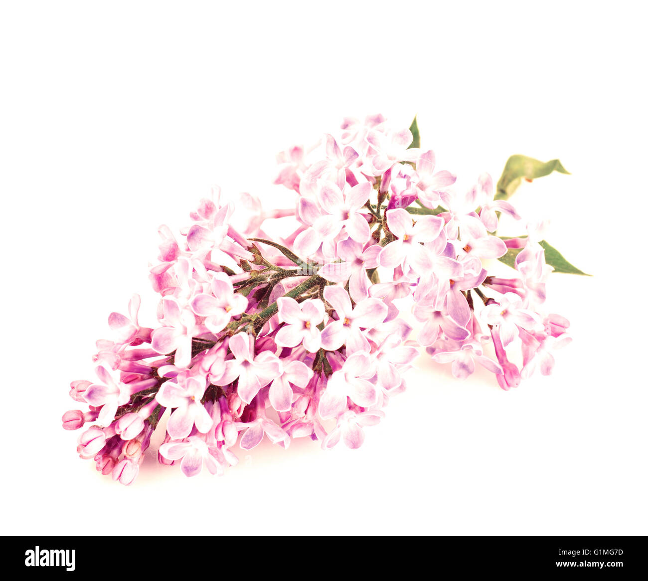 Primavera Flores Lila sobre un fondo blanco. Foto de stock