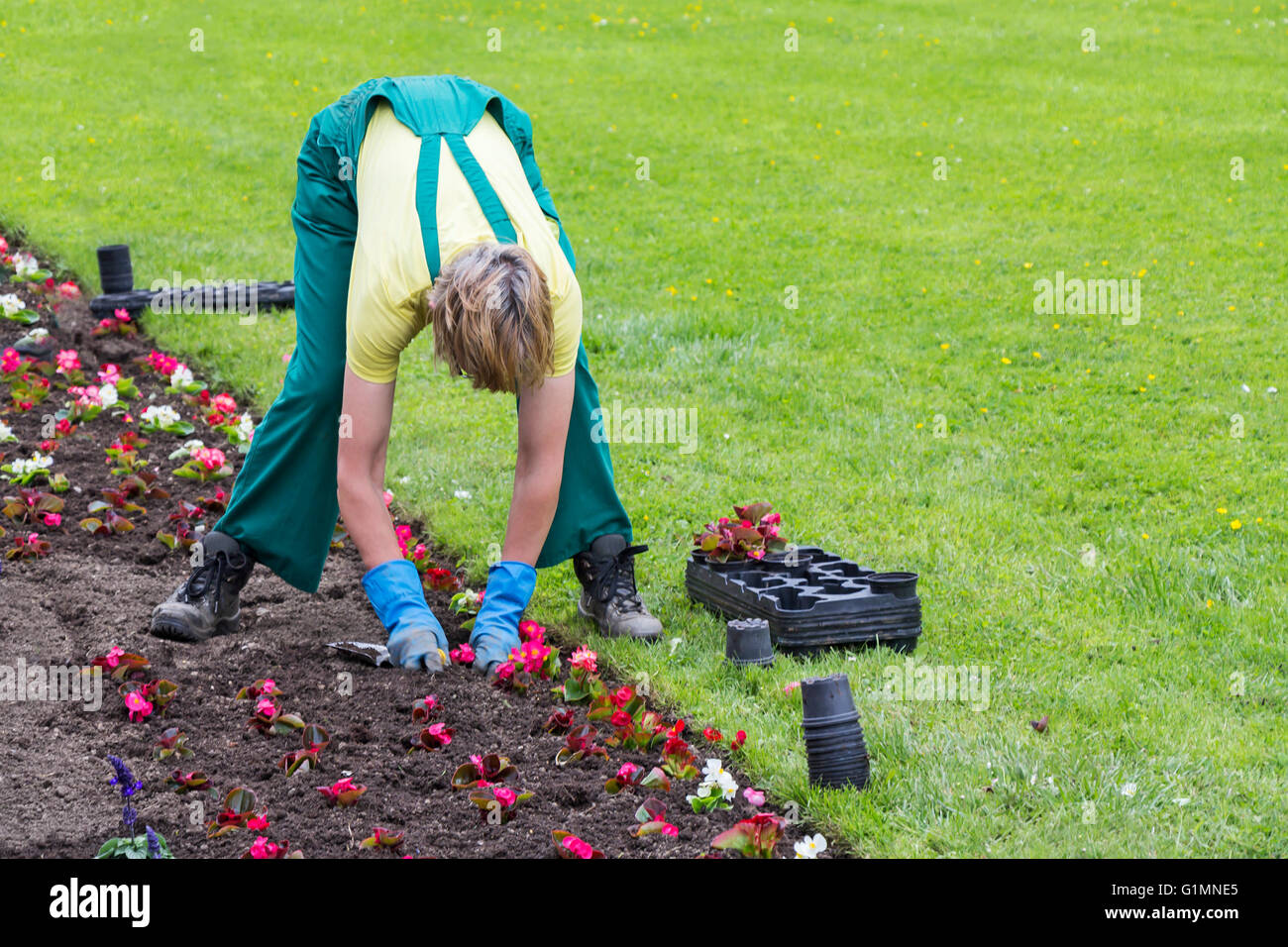 Jardineros manos plantar flores en el parque de la ciudad Foto de stock