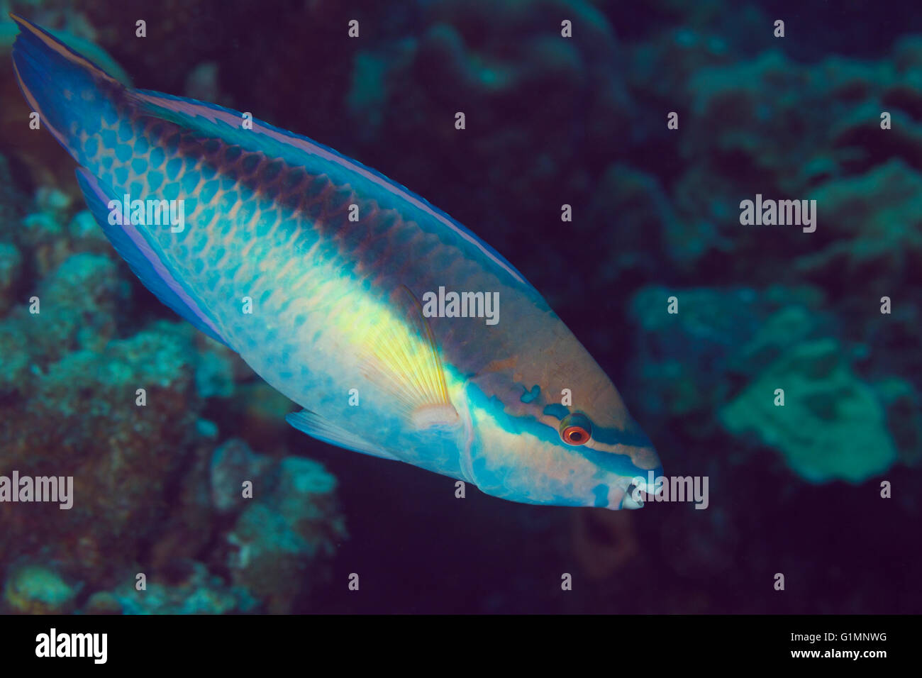 El pez loro en el mar Caribe. Papegaaivis. Foto V.D. Foto de stock