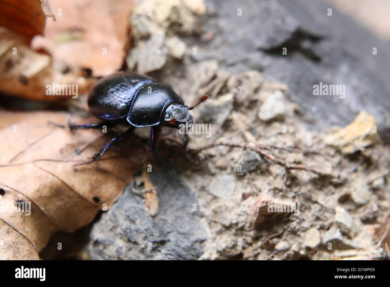 Escarabajos en hojas marrones en un bosque en Alemania. Foto de stock