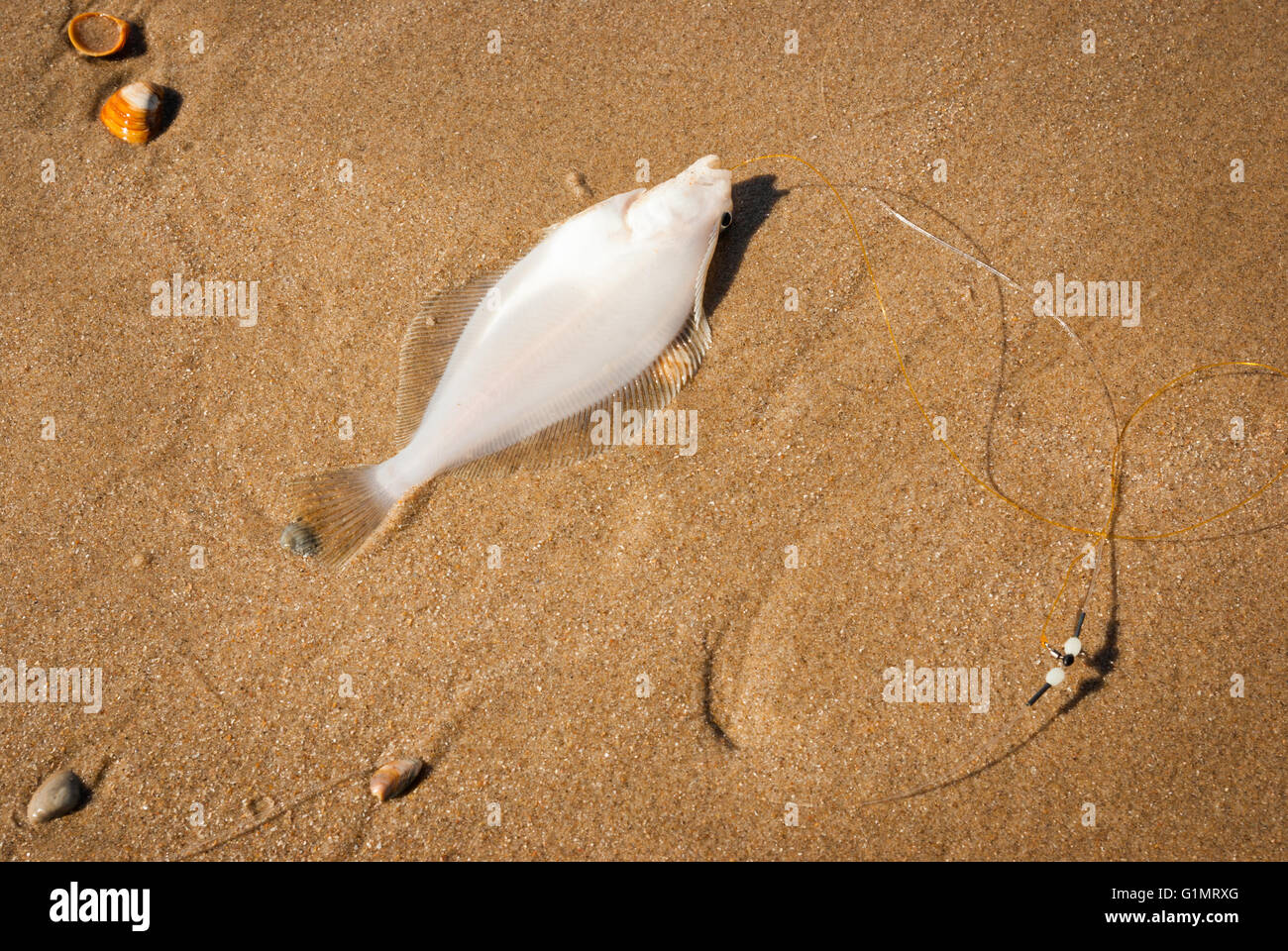 Atrapado el lenguado en una línea de pesca de nylon, tendido sobre su  espalda en la arena de la playa del Mar del Norte, rodeada por unas conchas  Fotografía de stock -