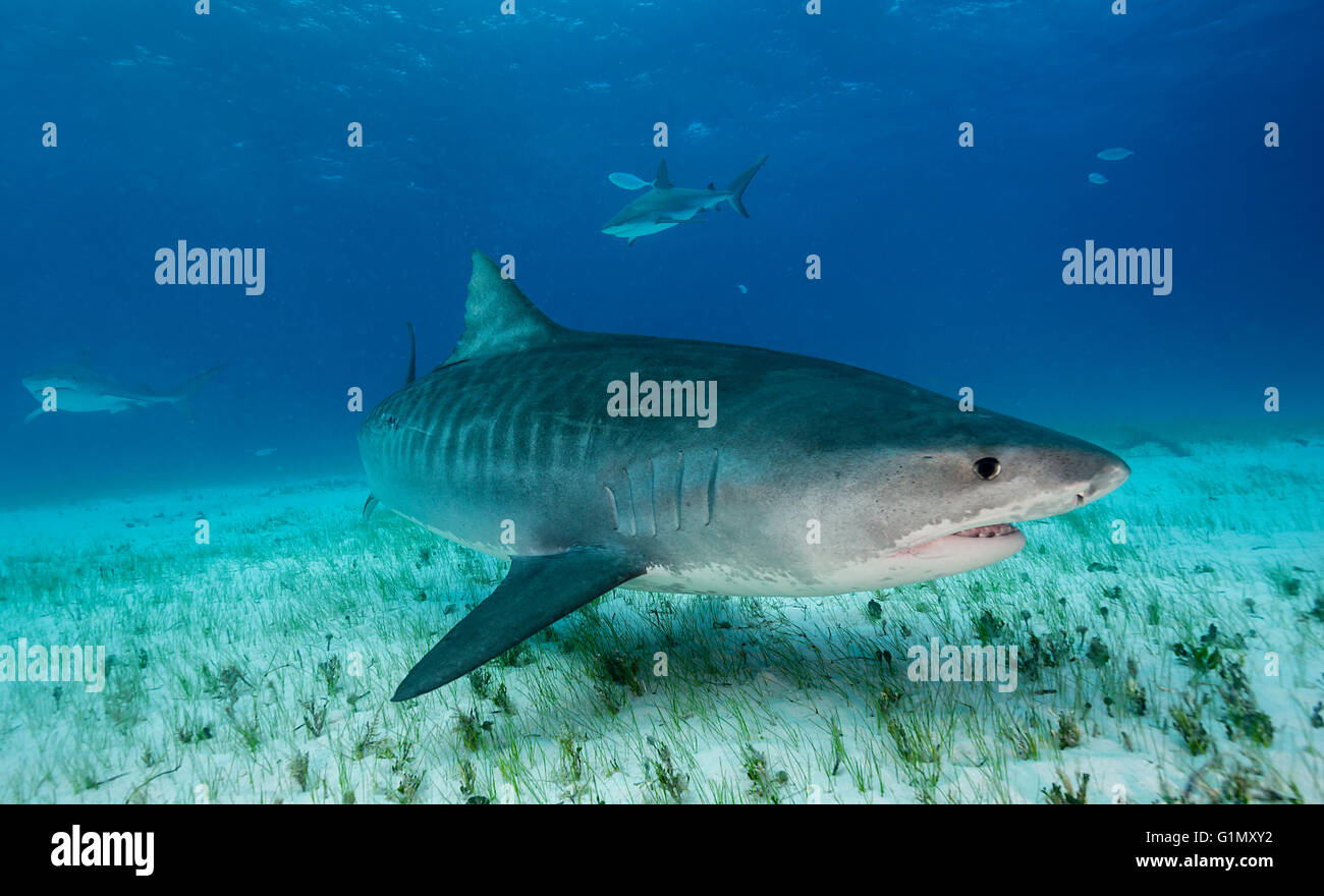 Tiburón tigre, Galeocerdo cuvier, submarino en las Bahamas, El Caribe Foto de stock