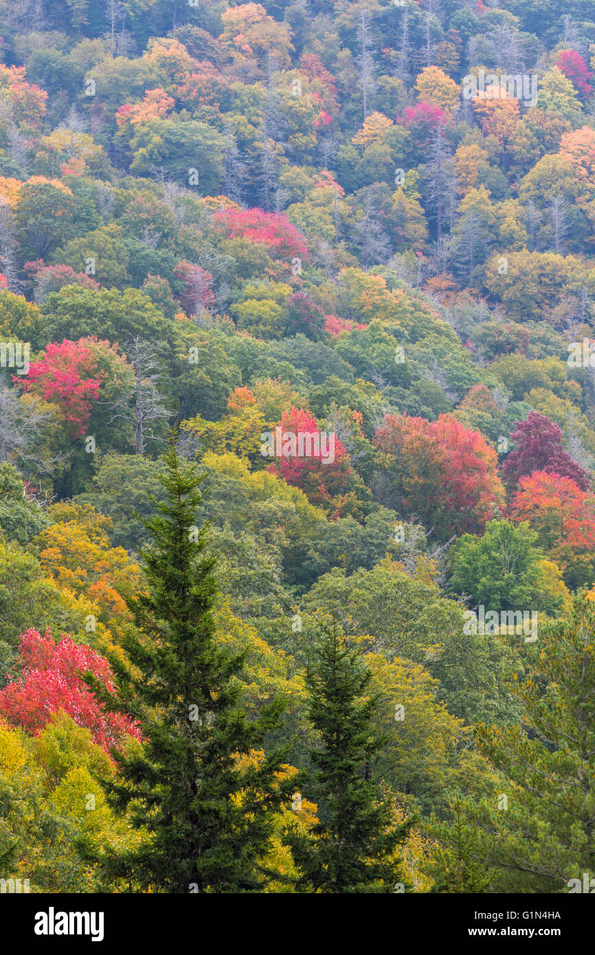 Carolina del Norte, Estados Unidos de América. Paisaje de otoño en el Parque Nacional Great Smoky Mountains National Park. Sitio de Patrimonio Mundial de la UNESCO. Foto de stock