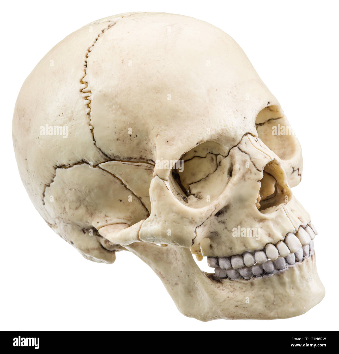 Modelo de cráneo aislado sobre un fondo blanco. Archivo contiene trazados de recorte. Foto de stock