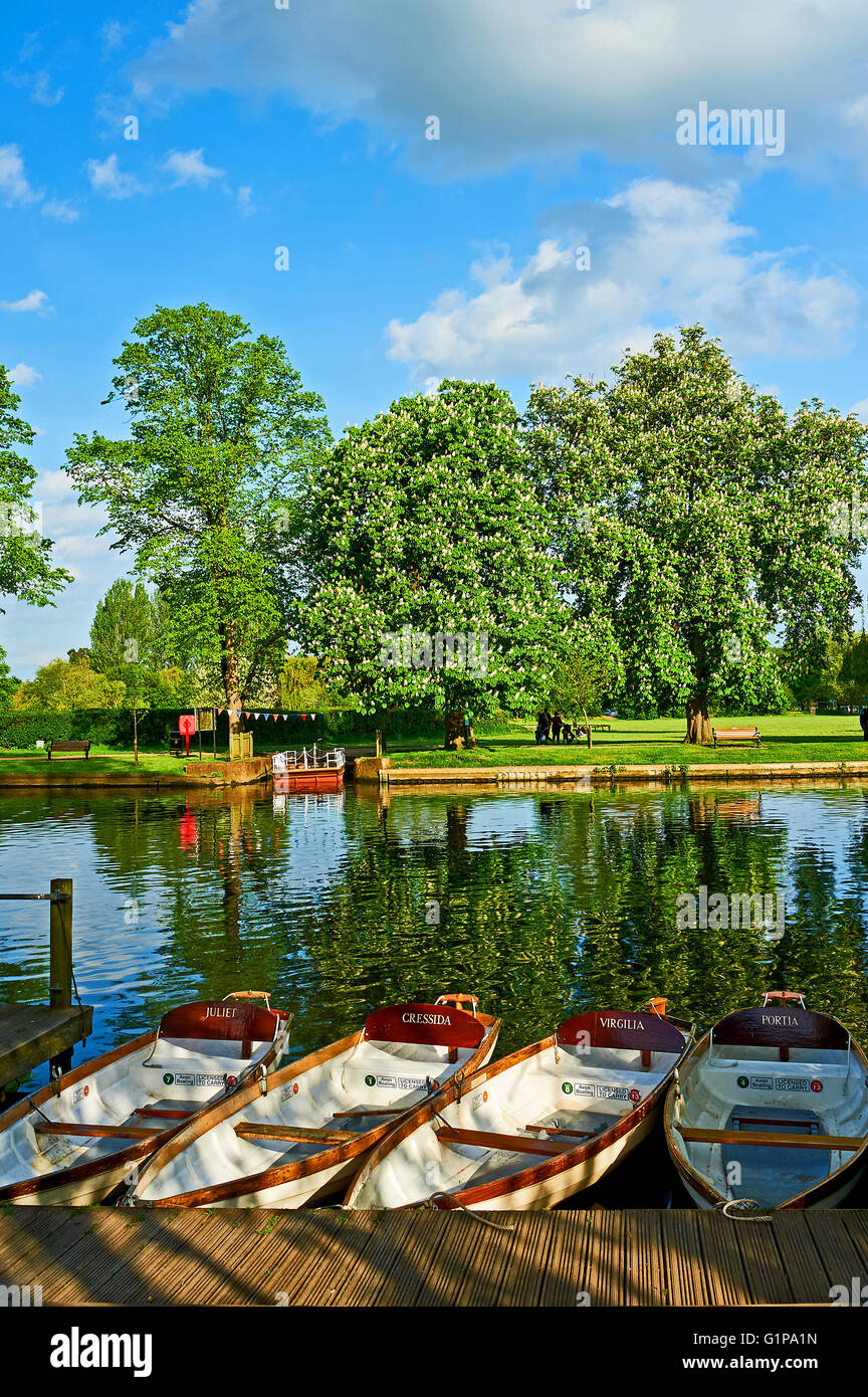 Embarcaciones de remo amarrado a orillas del río Avon, en el centro de Stratford upon Avon, Warwickshire, en una tarde de verano. Foto de stock