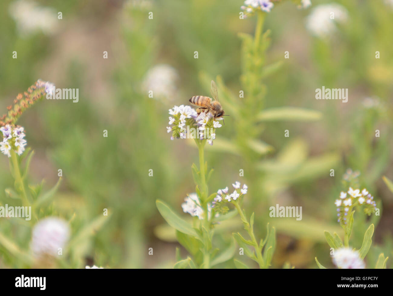 La abeja Hylaeus, recoge el polen de una flor, en el sur de California, Estados Unidos. Foto de stock