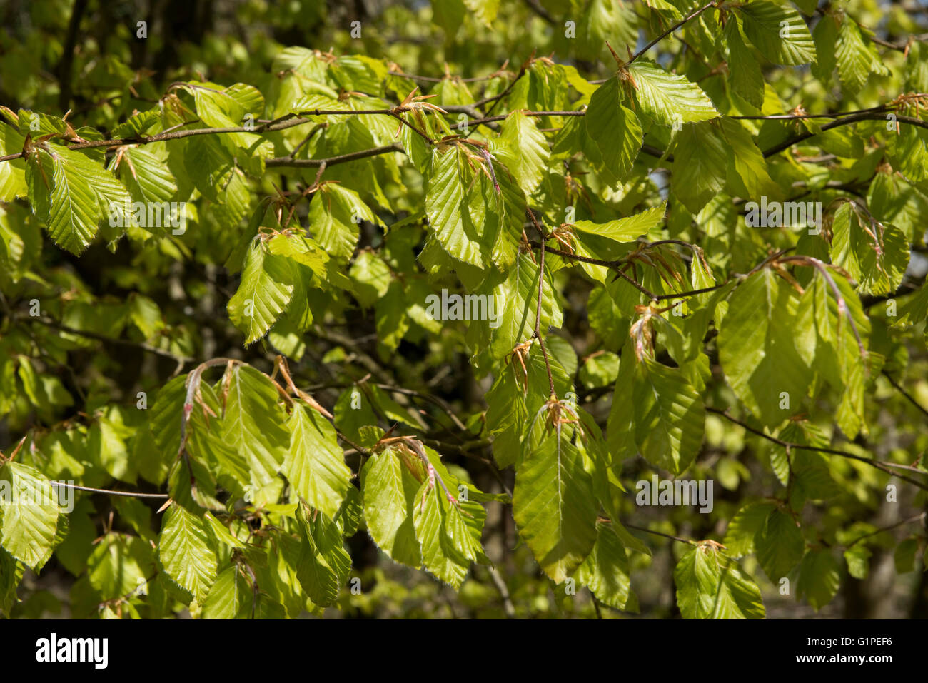Los jóvenes verde ácido, delicado y colgantes hojas de un árbol haya en primavera, Berkshire, Abril Foto de stock