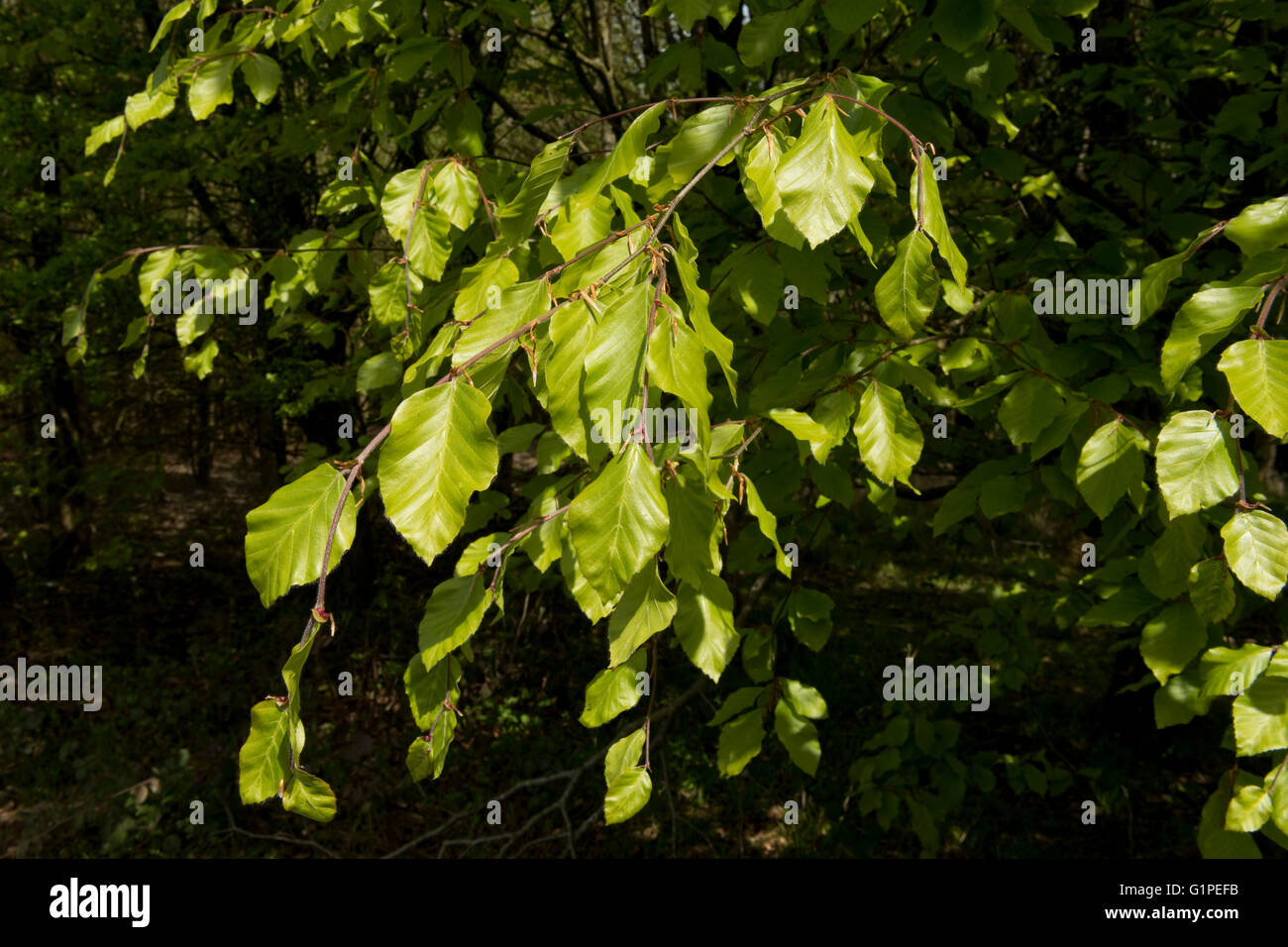 Los jóvenes verde ácido, delicado y colgantes hojas de un árbol haya en primavera, Berkshire, Abril Foto de stock