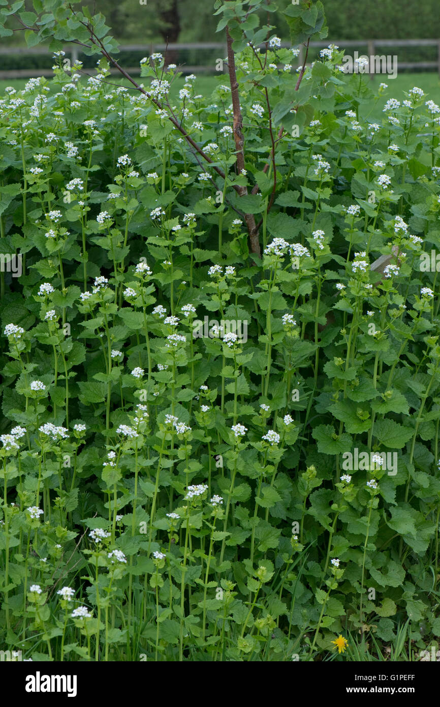 Gato-por-la-hedge o ajo mustart, Alliaria petiolata, floración wasteground, Berkshire, Mayo Foto de stock