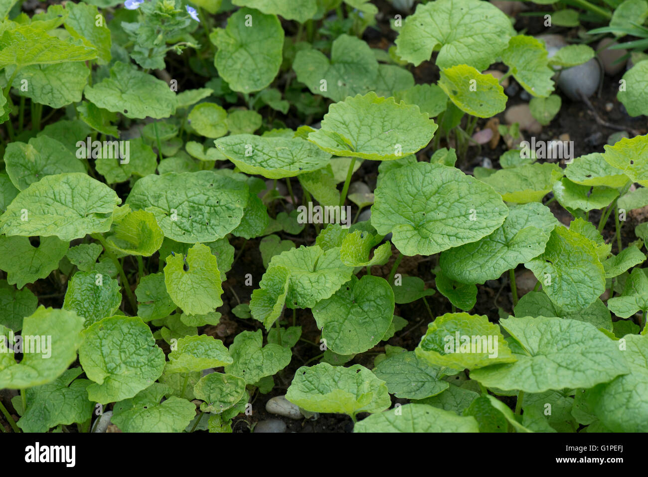 Gato-por-la-hedge o ajo mustart, Alliaria petiolata, jóvenes y las plántulas, Berkshire, Mayo Foto de stock