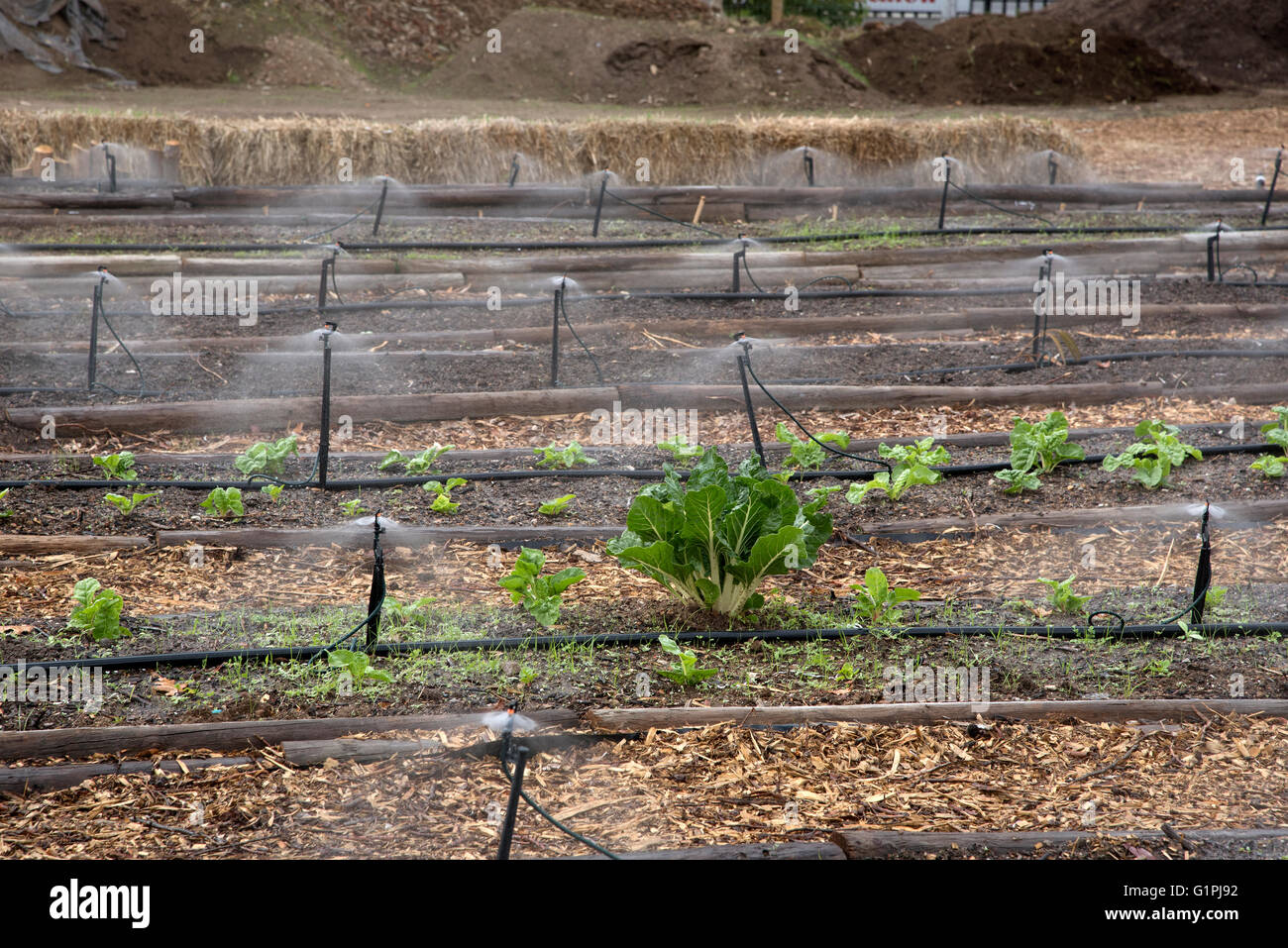 El cultivo de hortalizas Western Cape en Sudáfrica. Regar las espinacas crecen en semilleros en África austral Foto de stock