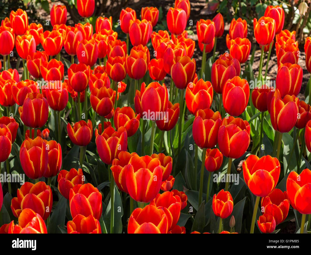 Doble Toronto tulipanes en flor, jardines Cheekwood, Nashville, Tennessee Foto de stock