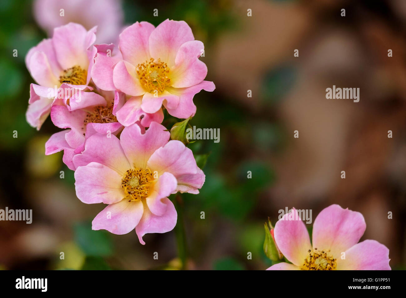 Una visión más cercana de flores de Chappy feliz, un piso cubierto de rosa. Oklahoma, Estados Unidos. Foto de stock