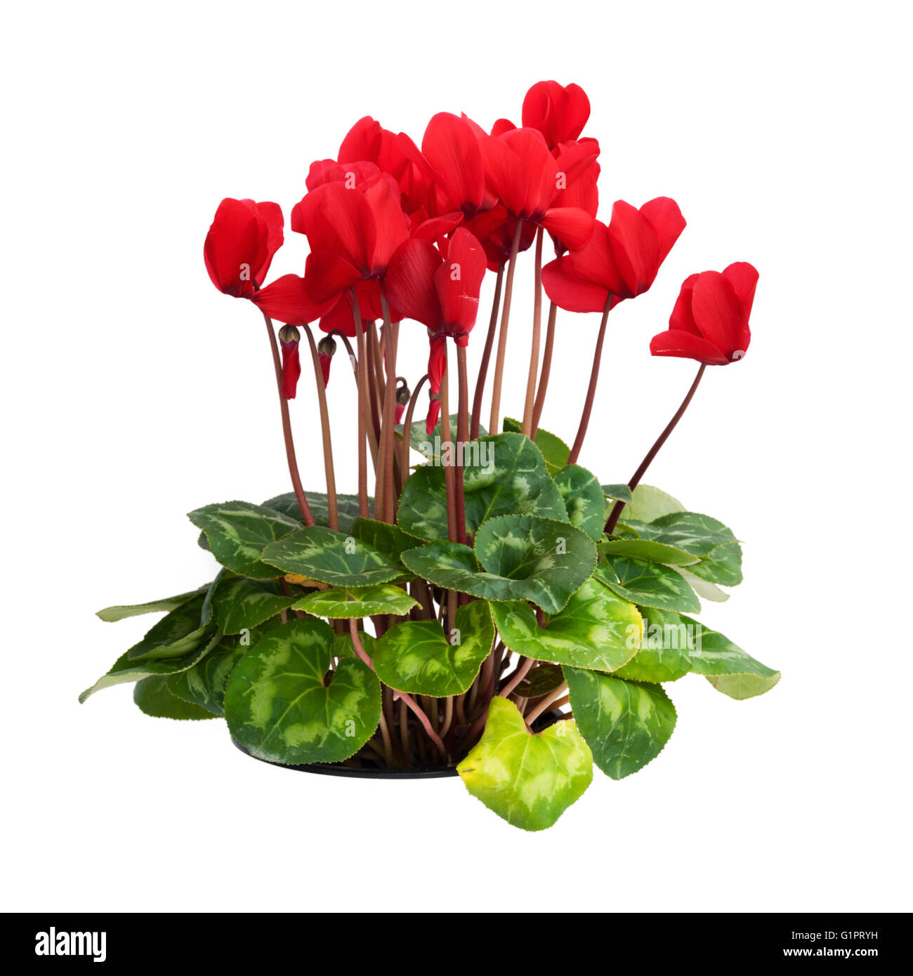 Cyclamen planta con flores rojas recorte Fotografía de stock - Alamy
