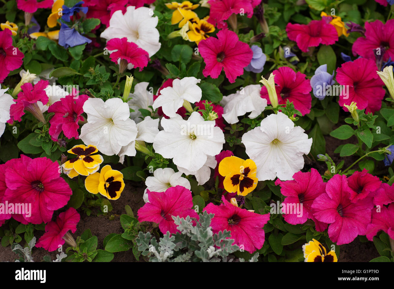 Cama de flor con muchos colores diferentes petunias en estacionamiento Foto de stock