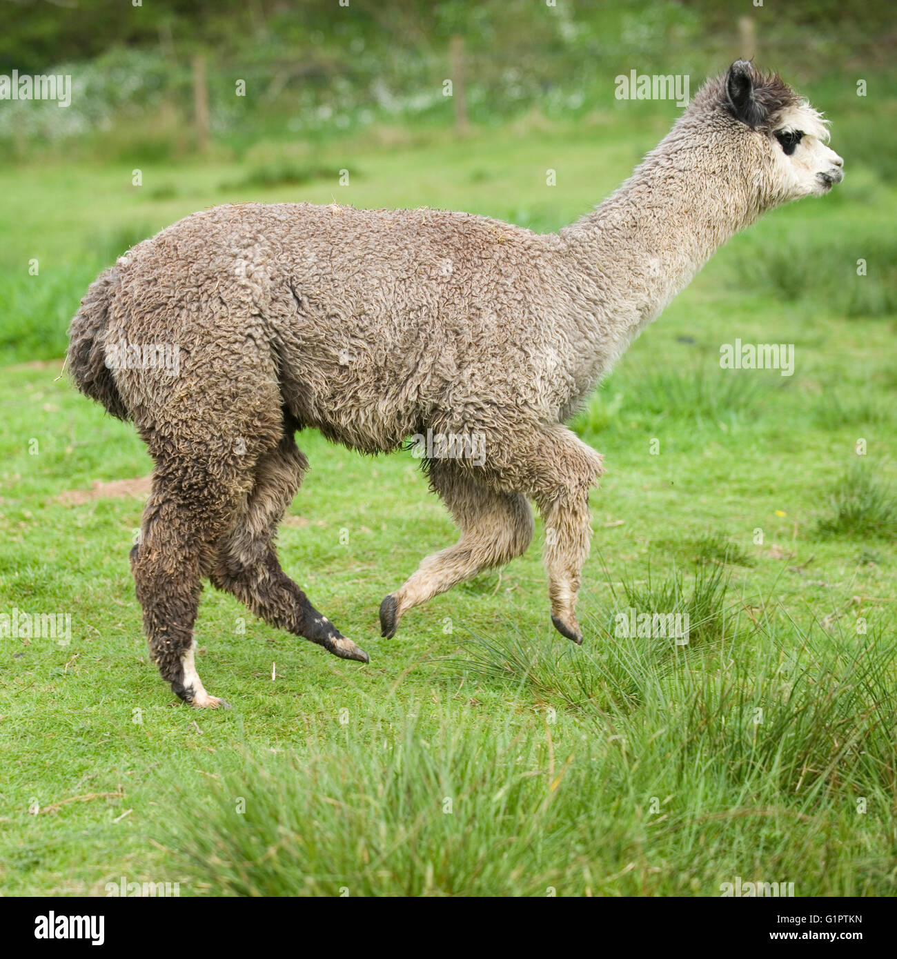 Perfil de alpaca fotografías e imágenes de alta resolución Alamy
