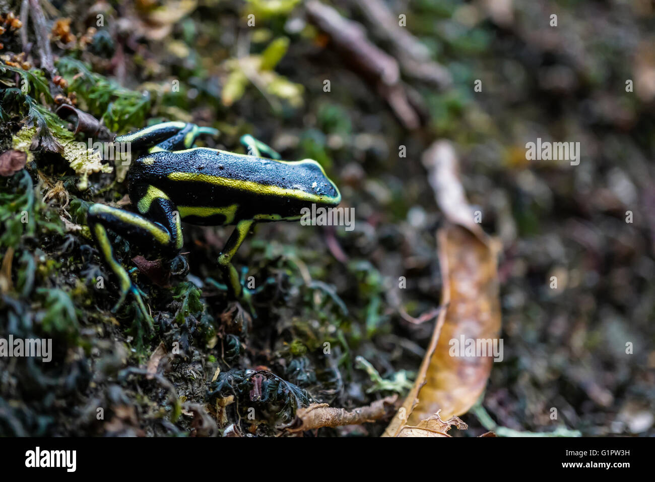 Poison dart frog (también conocida como la rana venenosa de dardo, la rana venenosa o anteriormente conocido como la rana flecha venenosa) fotografiado en el Amazonas Foto de stock