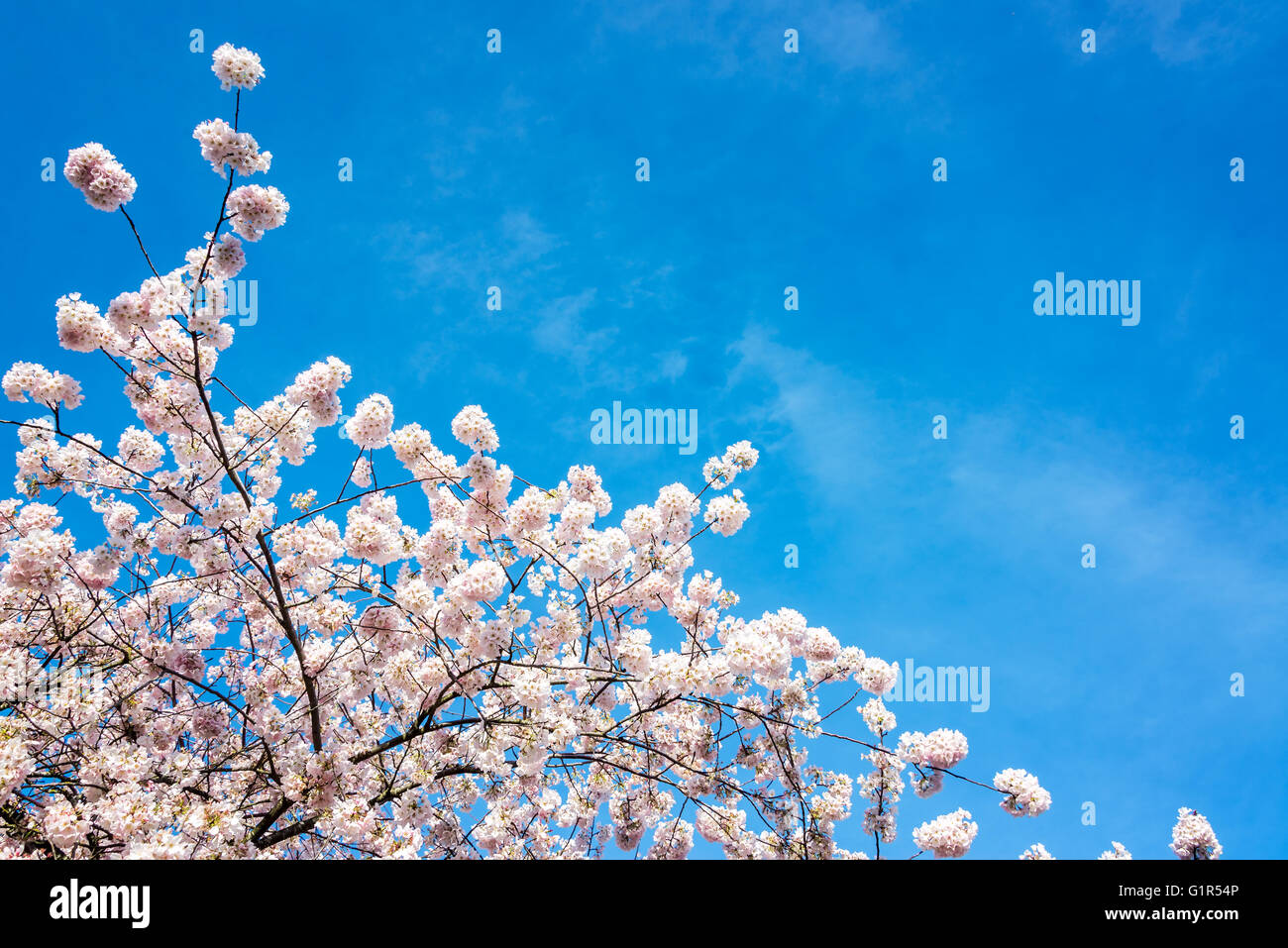Vista del cielo azul y flores de cerezo en Portland, Oregón Foto de stock