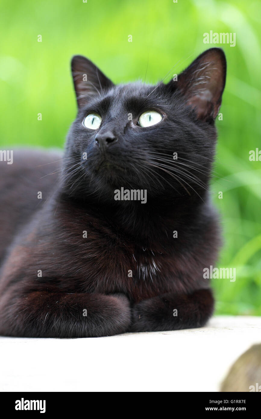 Gato negro mirando hacia arriba en el jardín Foto de stock