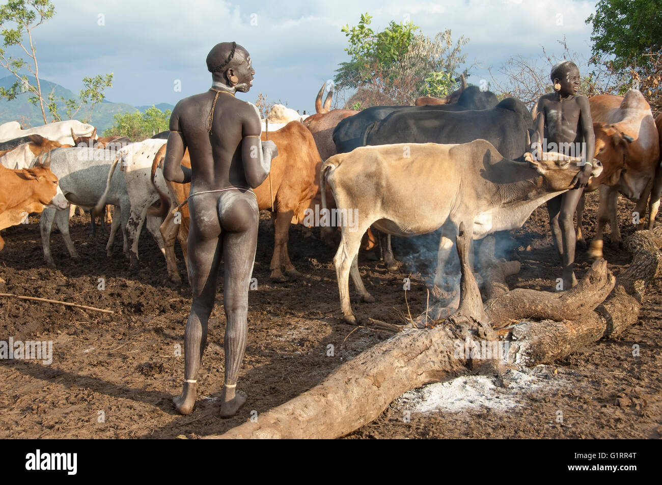 Surma herder con ganado cerca de Tulgit, Valle del río Omo, Etiopía Foto de stock