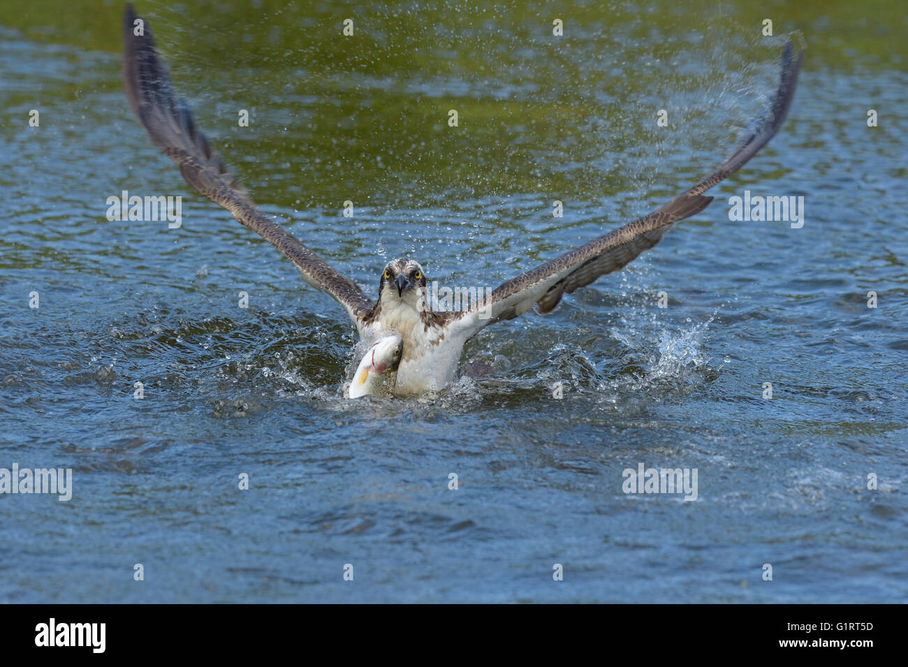 El águila pescadora (Pandion haliaetus), comienza después de la caza del lago el agua, pescado fresco, trucha arco iris (Oncorhynchus mykiss), Tampere Foto de stock