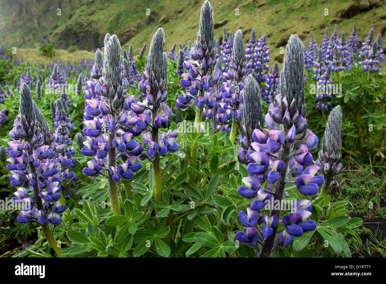 Nootka lupino (Lupinus nootkatensis) en VIK, Islandia Foto de stock