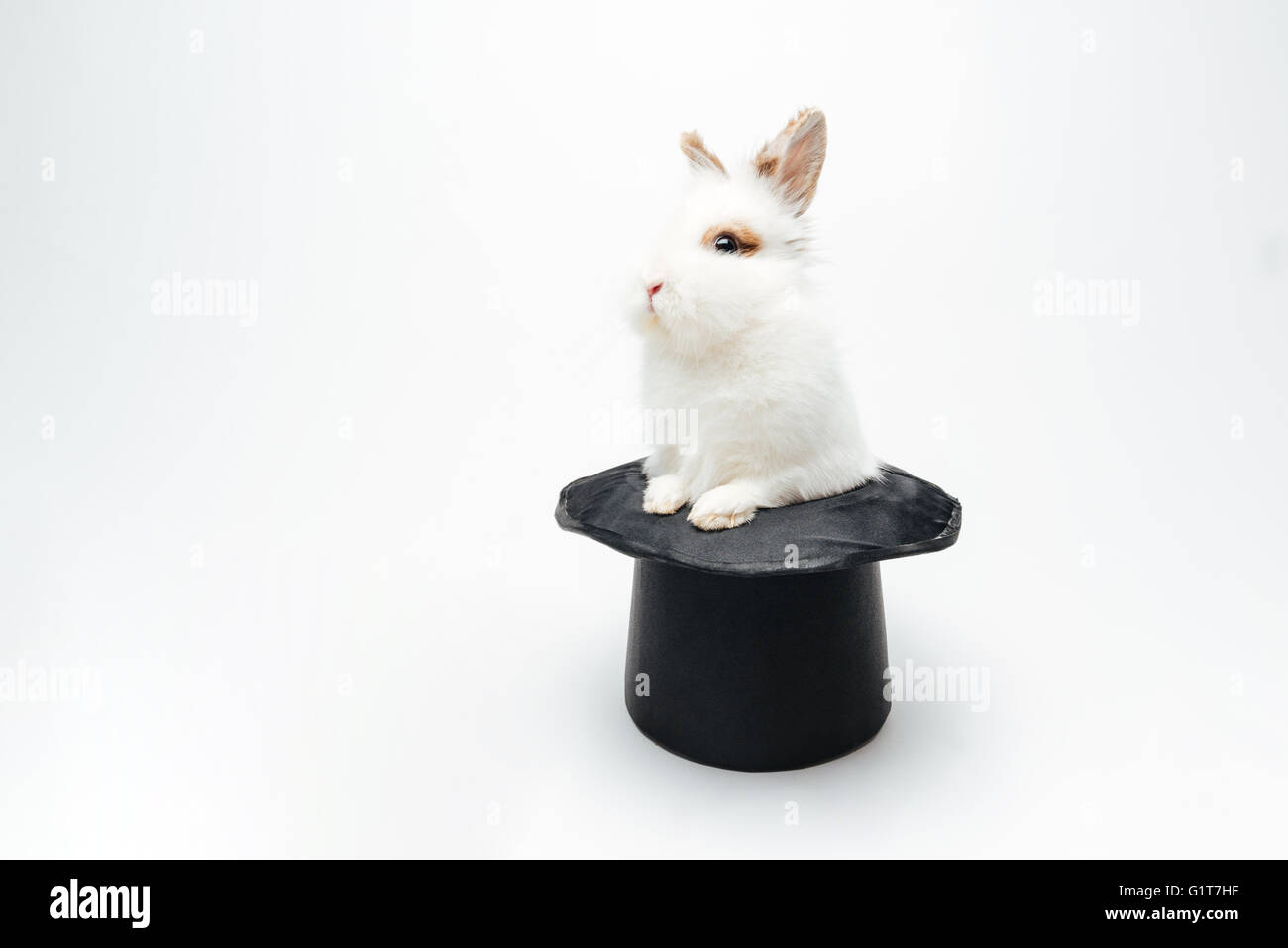 Algún día Dictadura Filosófico Conejo en sombrero fotografías e imágenes de alta resolución - Alamy