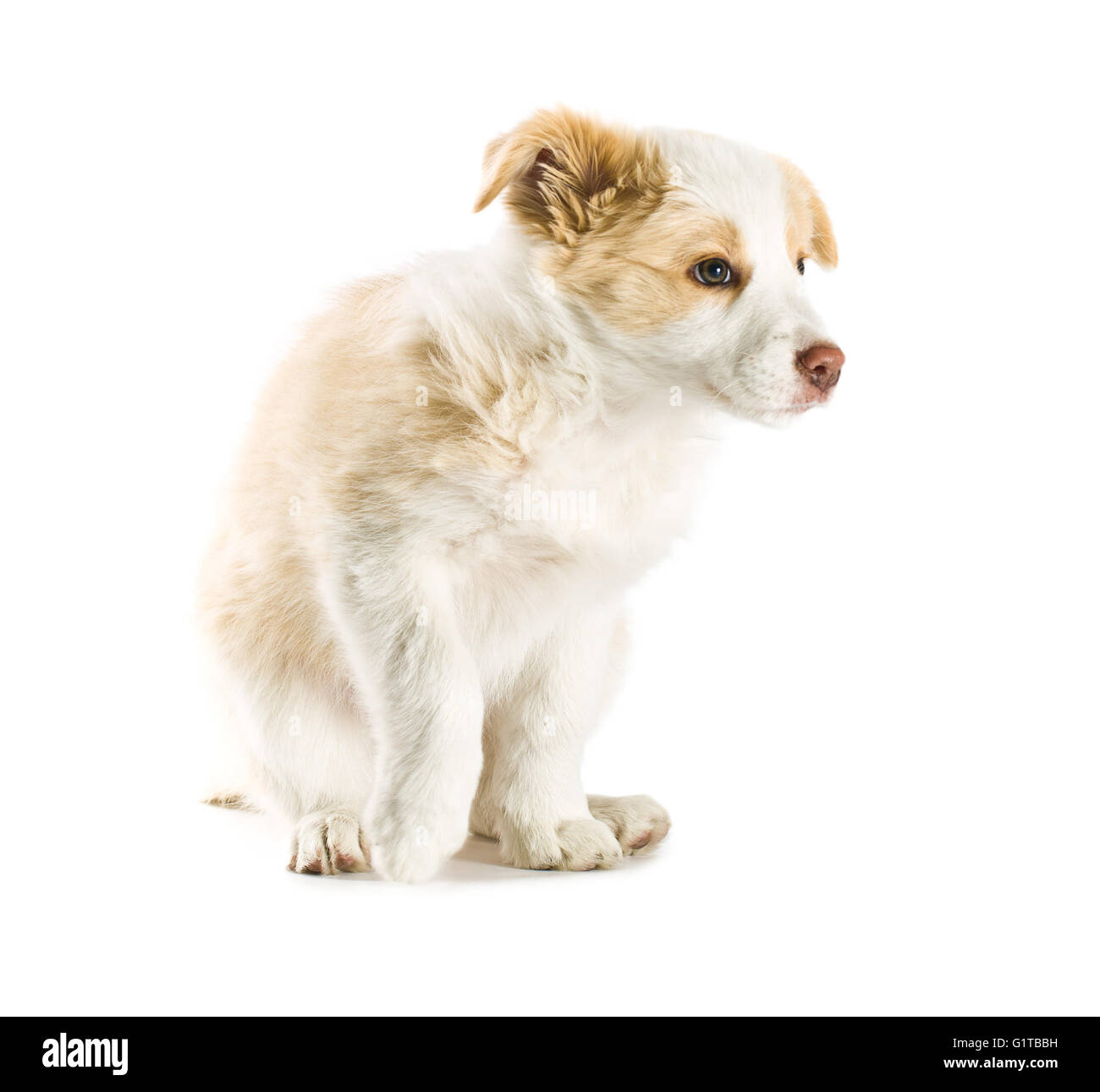 Rojo Ee Border Collie cachorro. Perro joven aislado sobre fondo blanco. Foto de stock