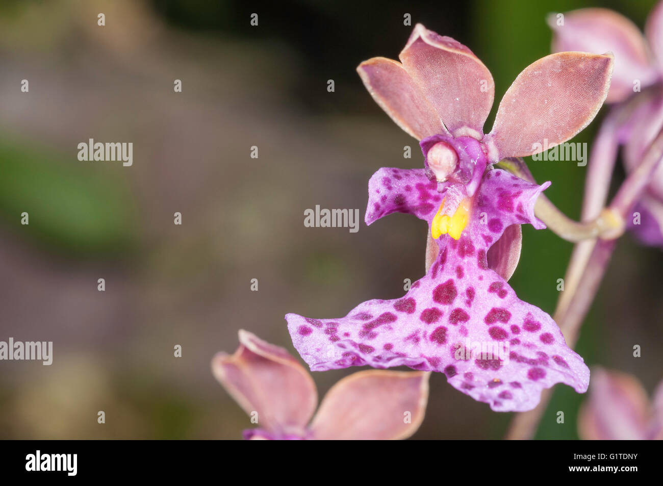 Caucaea cucullata (Oncidium), especies de orquídeas nativas de Colombia y Ecuador, Quito, Ecuador Jardines Botantical Foto de stock