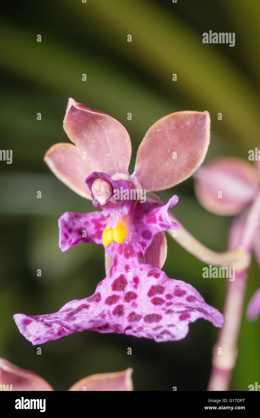 Caucaea cucullata (Oncidium), especies de orquídeas nativas de Colombia y Ecuador, Quito, Ecuador Jardines Botantical Foto de stock