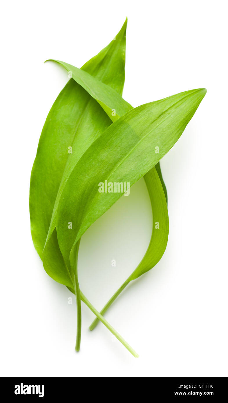 Ramsons Frescas Hojas El Ajo Silvestre Deja Aislado Sobre Fondo Blanco Fotografía De Stock Alamy 4325