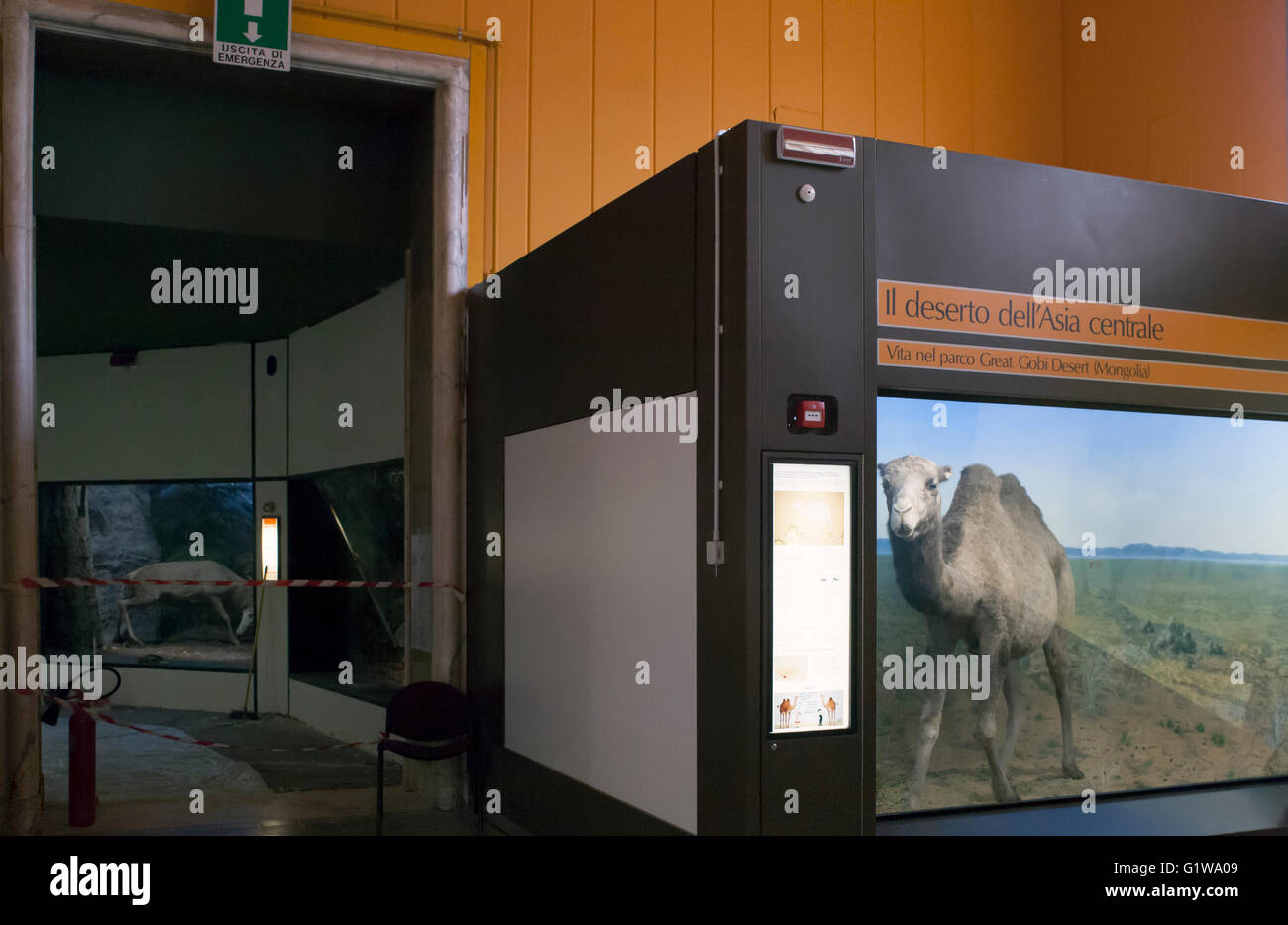 Museo de Historia Natural, animales de peluche en vitrinas: camel Foto de stock