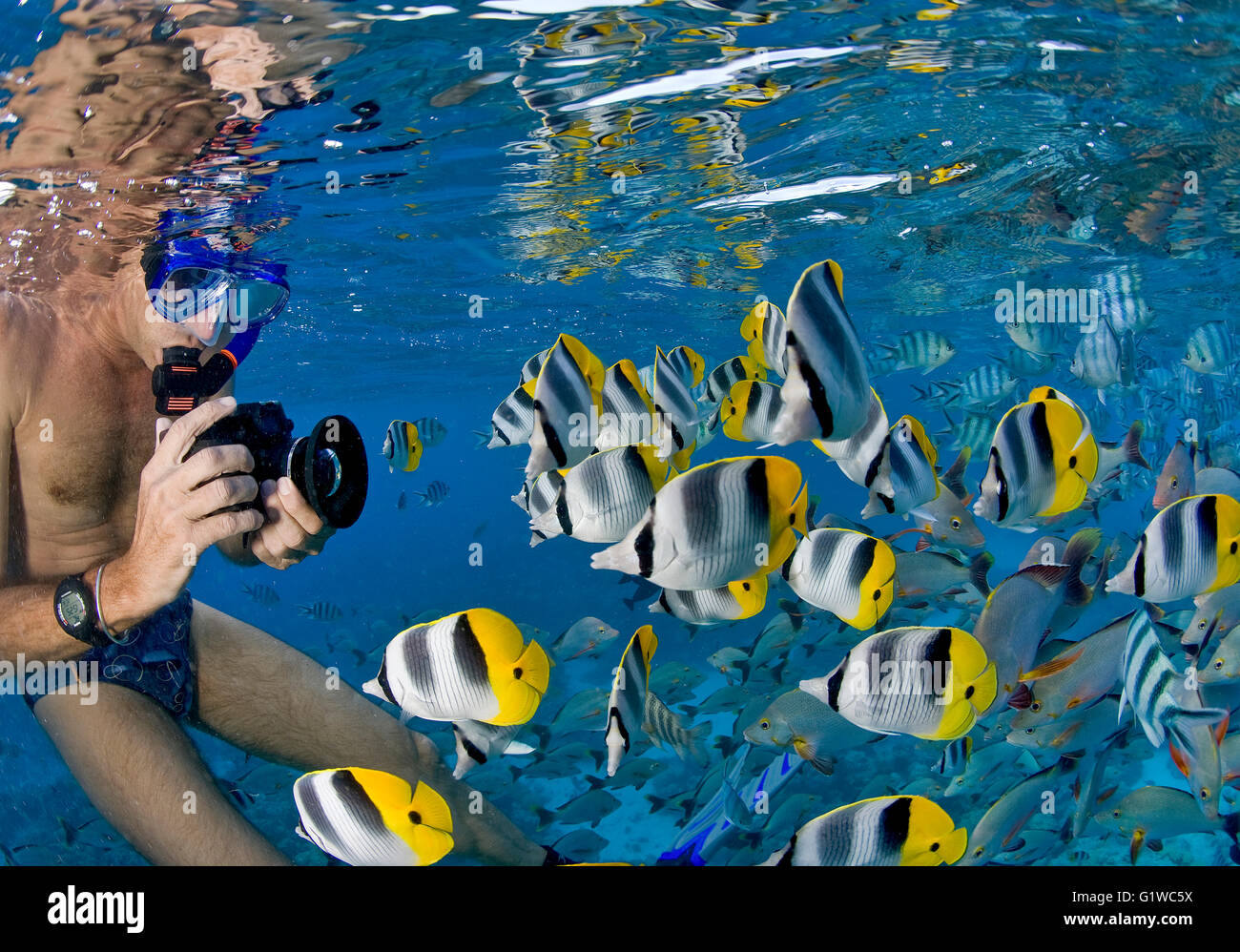 Remolino de peces tropicales bajo la superficie cristalina del Pacífico Sur Foto de stock