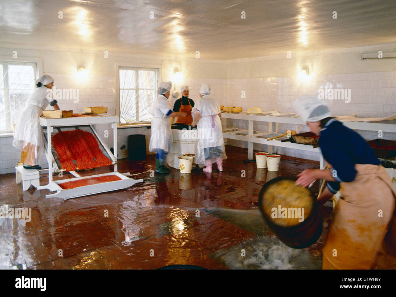 Las trabajadoras de la limpieza de la planta de procesamiento de pescado salmón caviar; Siberia; península Chukchi; la región de Magadan,; Federación de Rusia Foto de stock