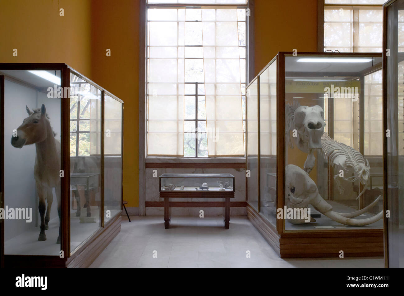 Museo de Historia Natural, animales de peluche en vitrinas: burro y huesos de animales Foto de stock