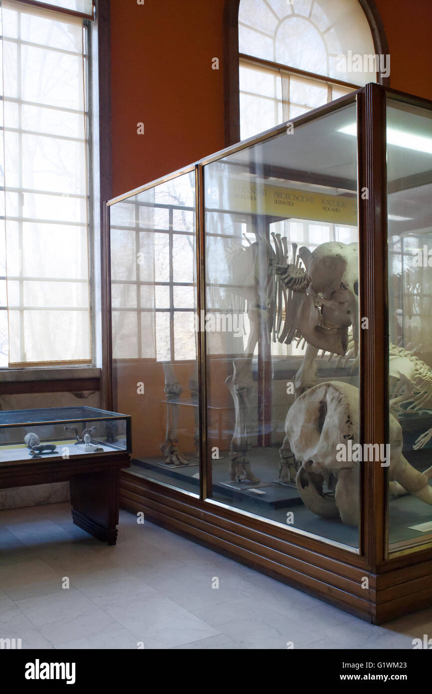 Museo de Historia Natural, animales de peluche en vitrinas: huesos de animales en un caso Foto de stock