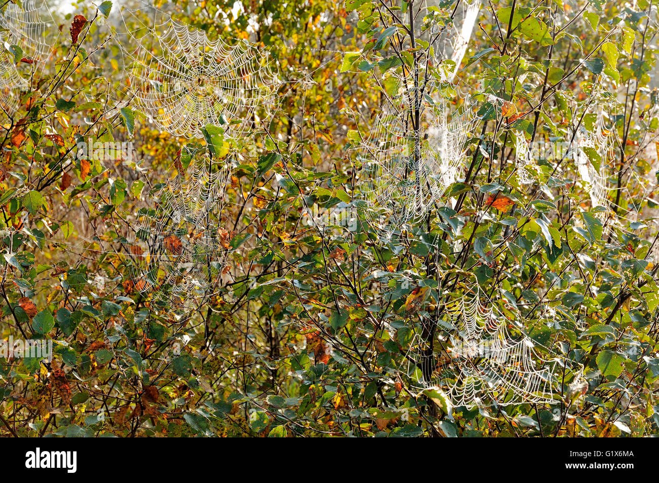 Las telarañas colgando en las ramas de abedul (Betula sp.) en otoño, Baja Sajonia, Alemania Foto de stock