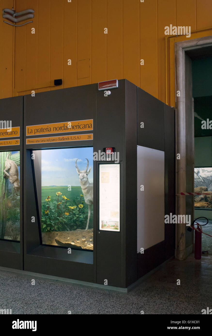 Museo de Historia Natural, animales de peluche en vitrinas Foto de stock