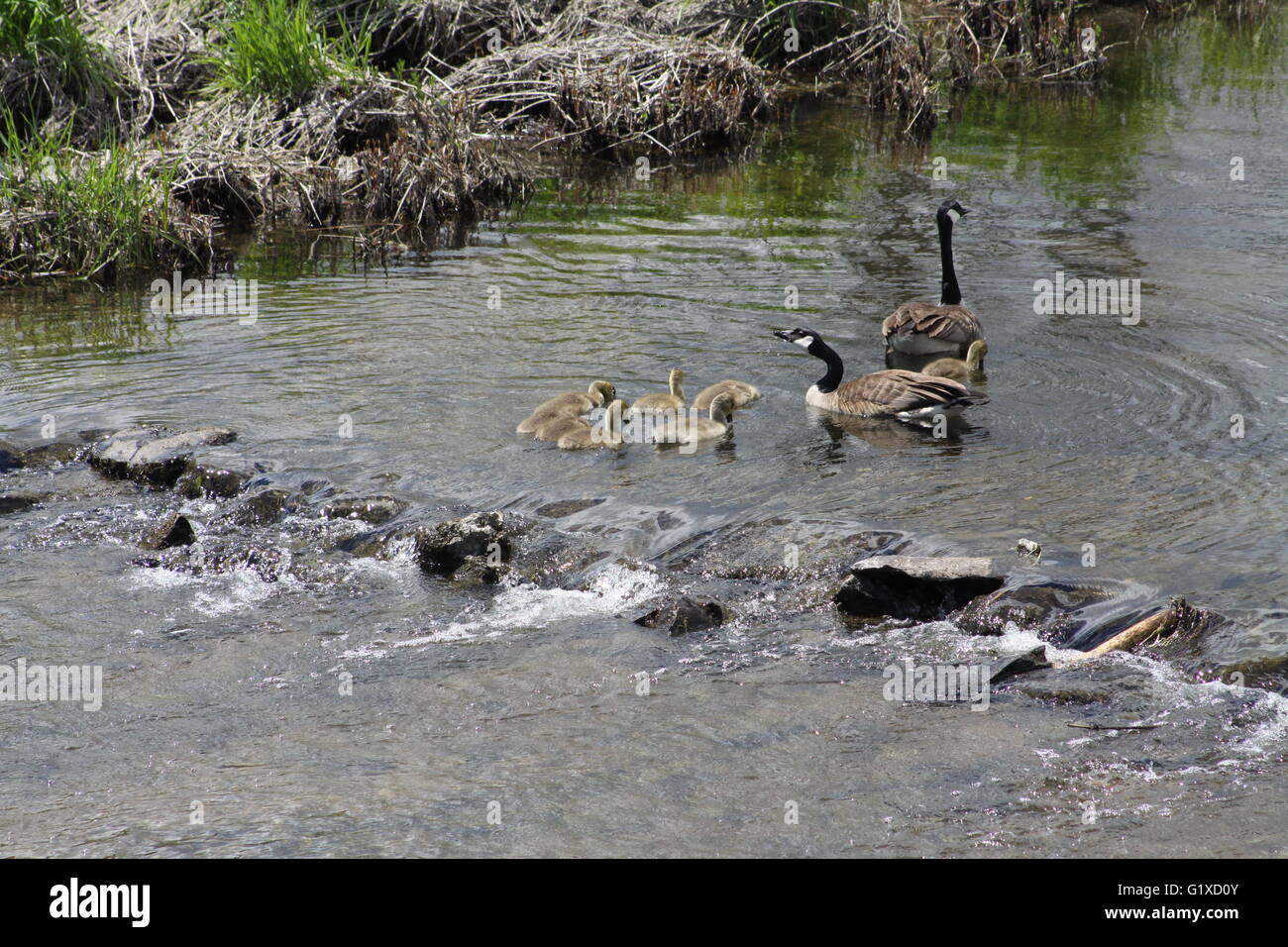 Los gansos de Canadá y Goslings nadar en movimiento lento Creek. Foto de stock