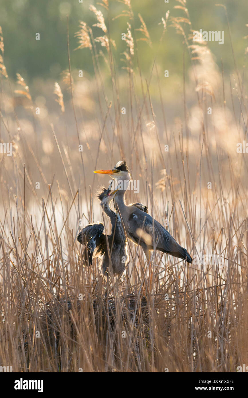 Una garza real chick pidiendo comida de su padre Foto de stock