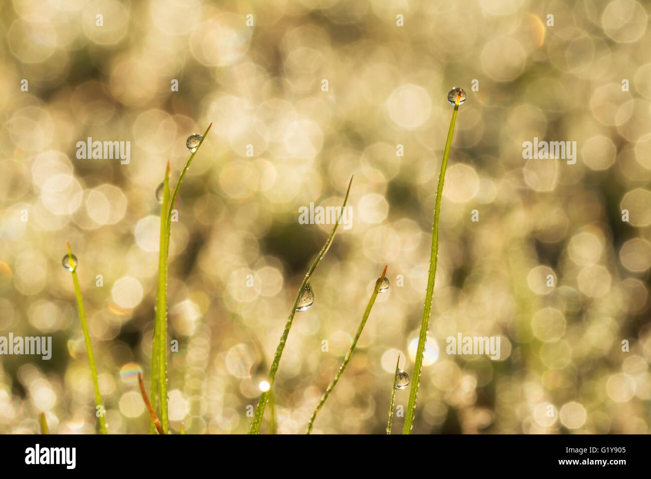 Amanecer en gotas de rocío sobre la hierba las hojas en un bokeh de fondo dewy Foto de stock