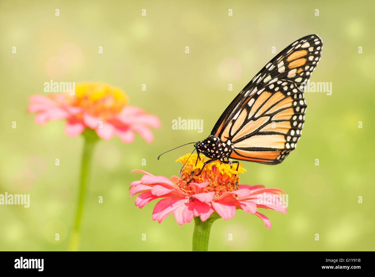 Soñador de la imagen de una mariposa monarca en rosa claro Zinnia flor en el soleado jardín de verano Foto de stock