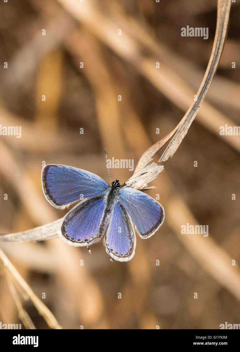 Vista dorsal de una pequeña cola Oriental mariposa azul descansando sobre una brizna de hierba seca en el sol primaveral Foto de stock