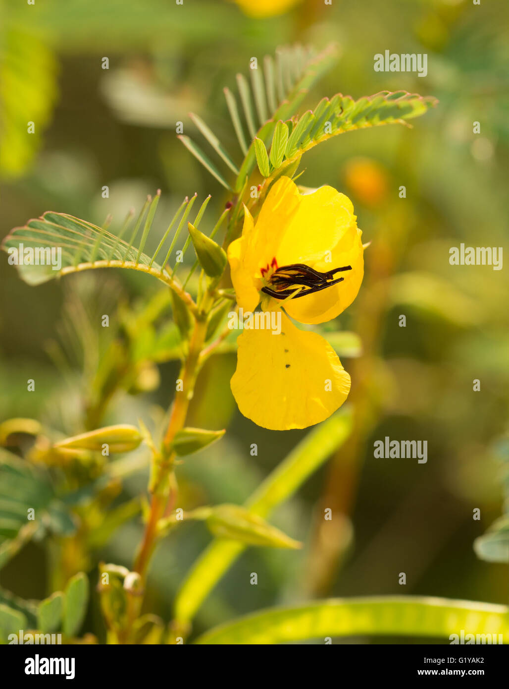 Flor hermafrodita fotografías e imágenes de alta resolución - Alamy