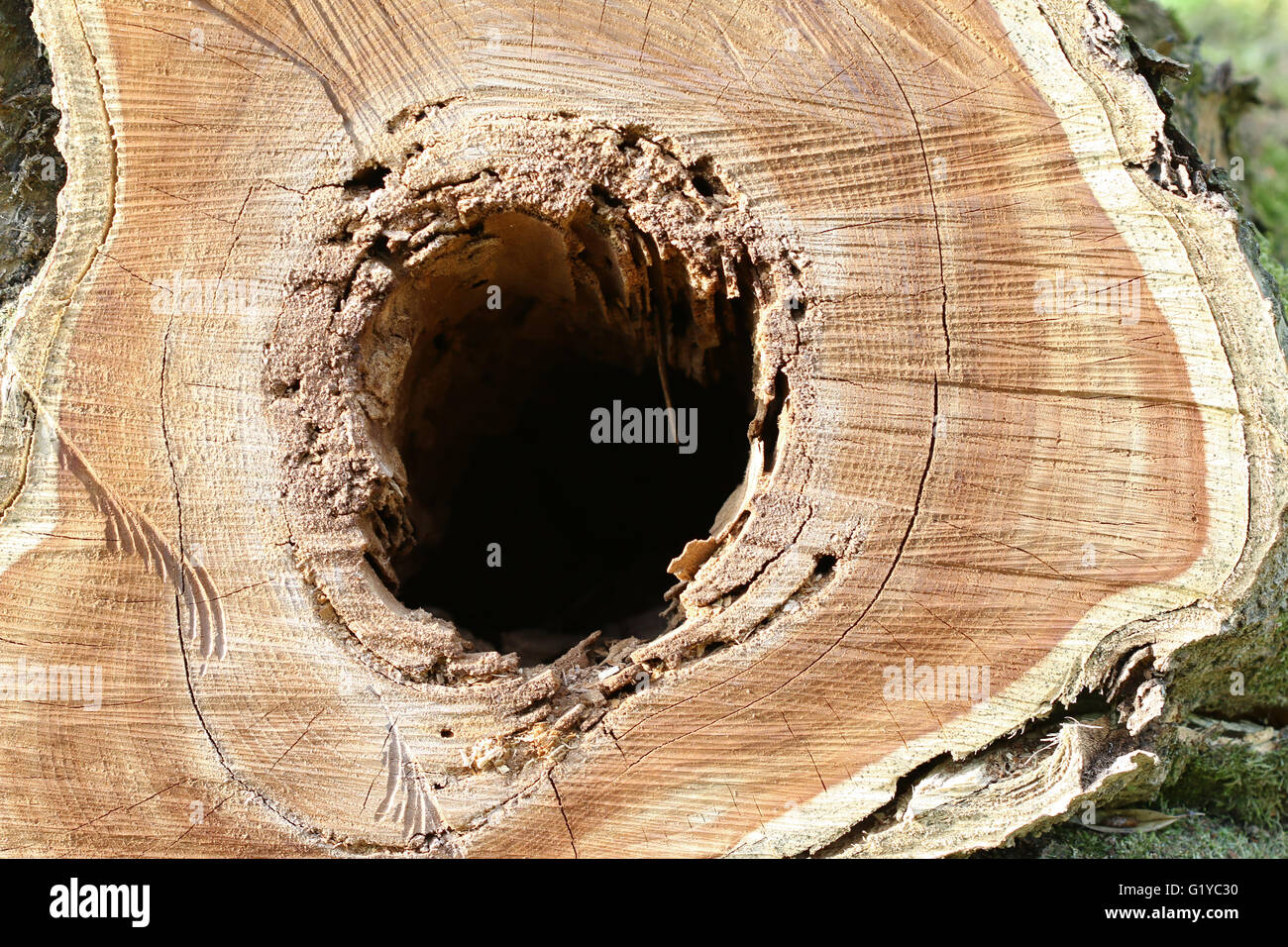 Detalle del corte del tronco de un árbol, un agujero en la madera Foto de stock