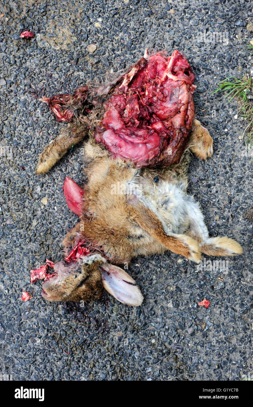 Conejo Muerto aplastado por una carretera rural después de ser atropellado por un coche Inglaterra Foto de stock